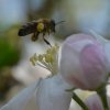 Butinage de fleurs de pommier dans mon jardin 1. Avril 2020. Philippe Vander Linden